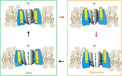 Post-Translational Modification of Cav1.2 and its Role in Neurodegenerative Diseases